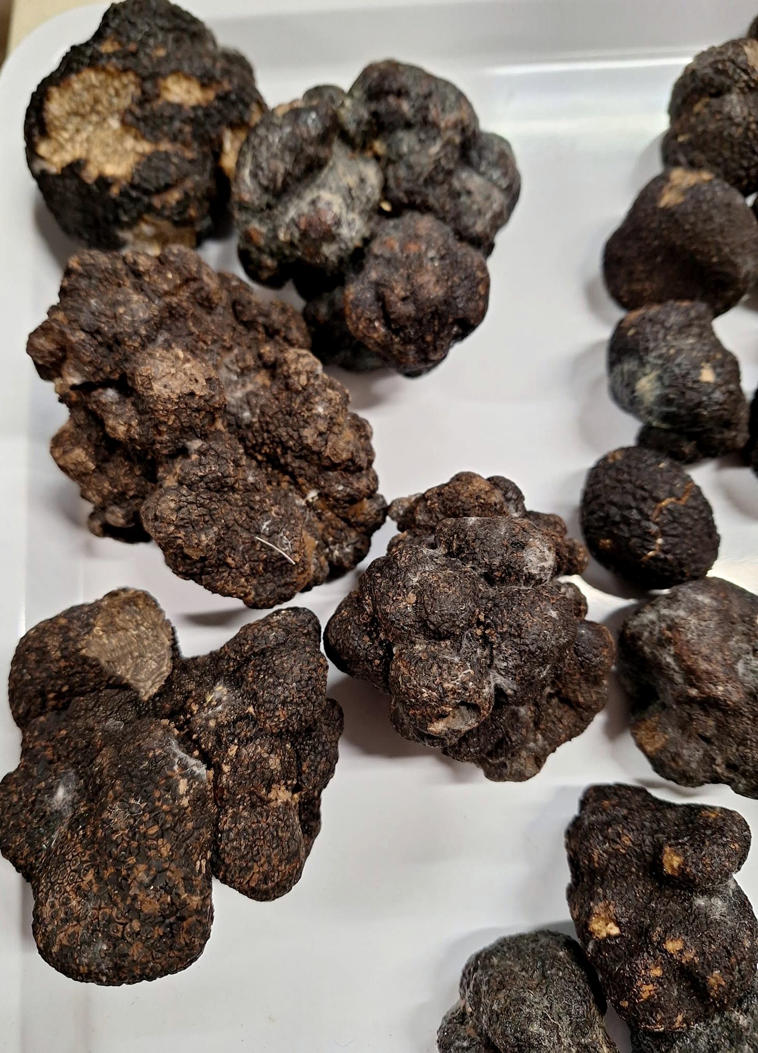 Black winter truffles with their characteristic warty skin
