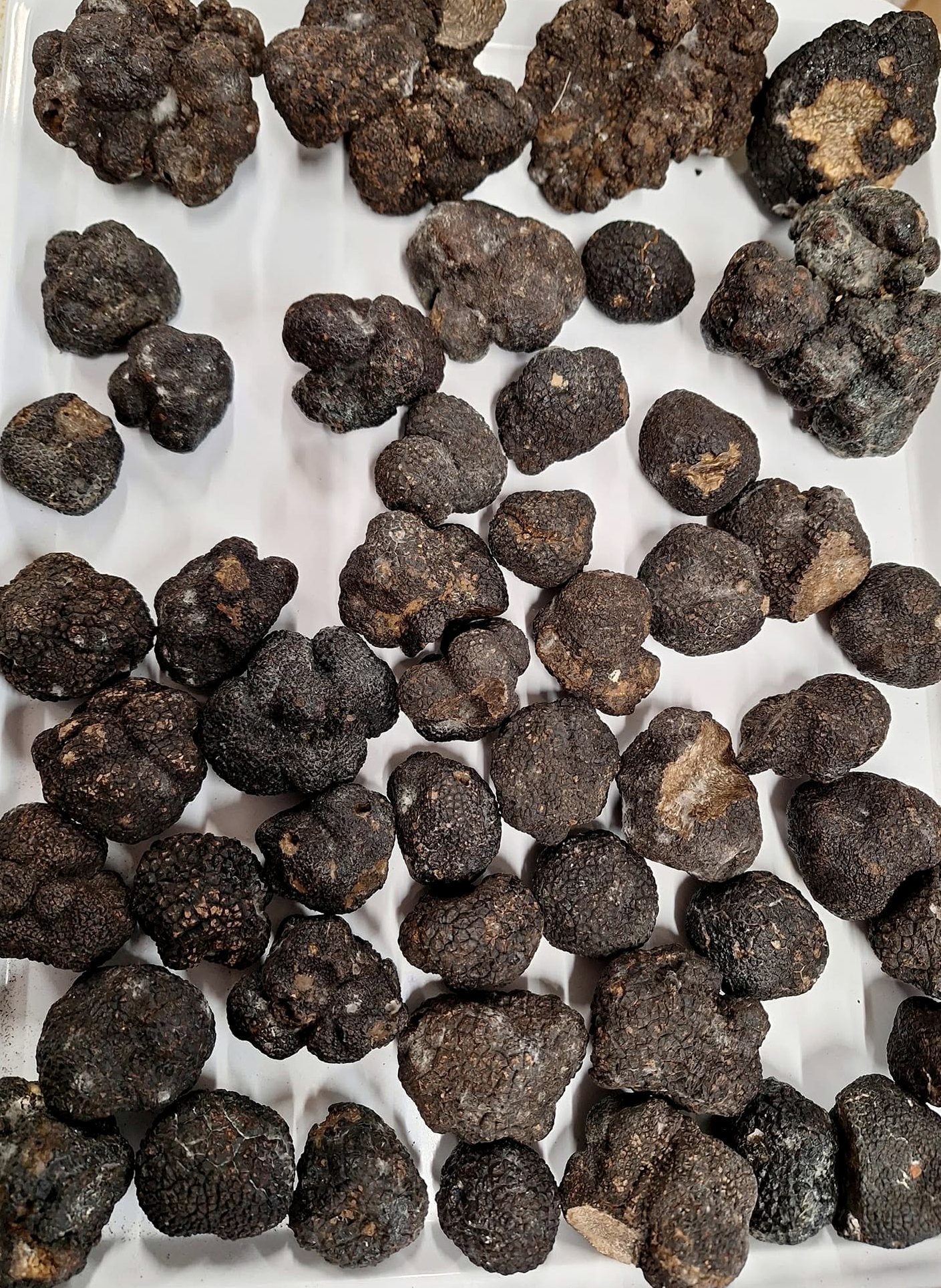 A tray of freshly graded black truffles