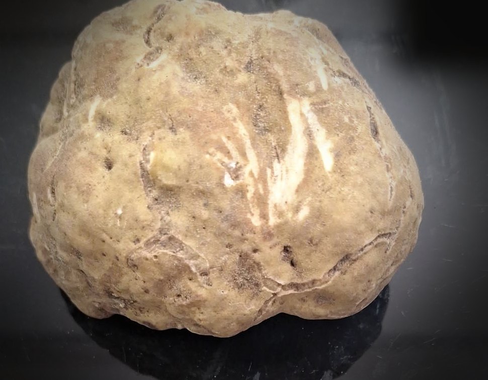A large white truffle, graded Extra