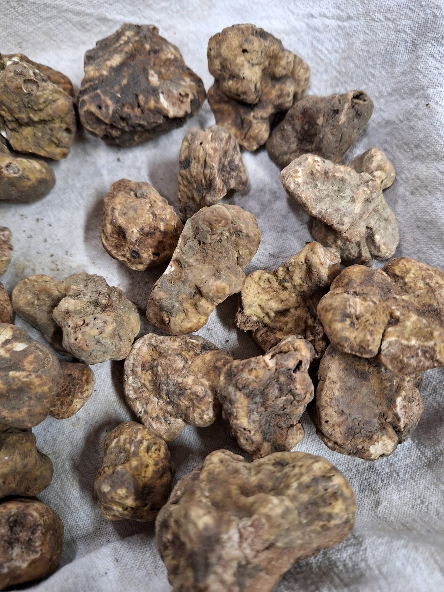 White truffles resting on linen after the harvest