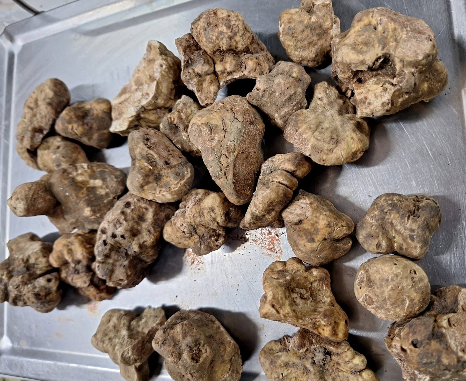 Freshly unearthed white truffles of Alba