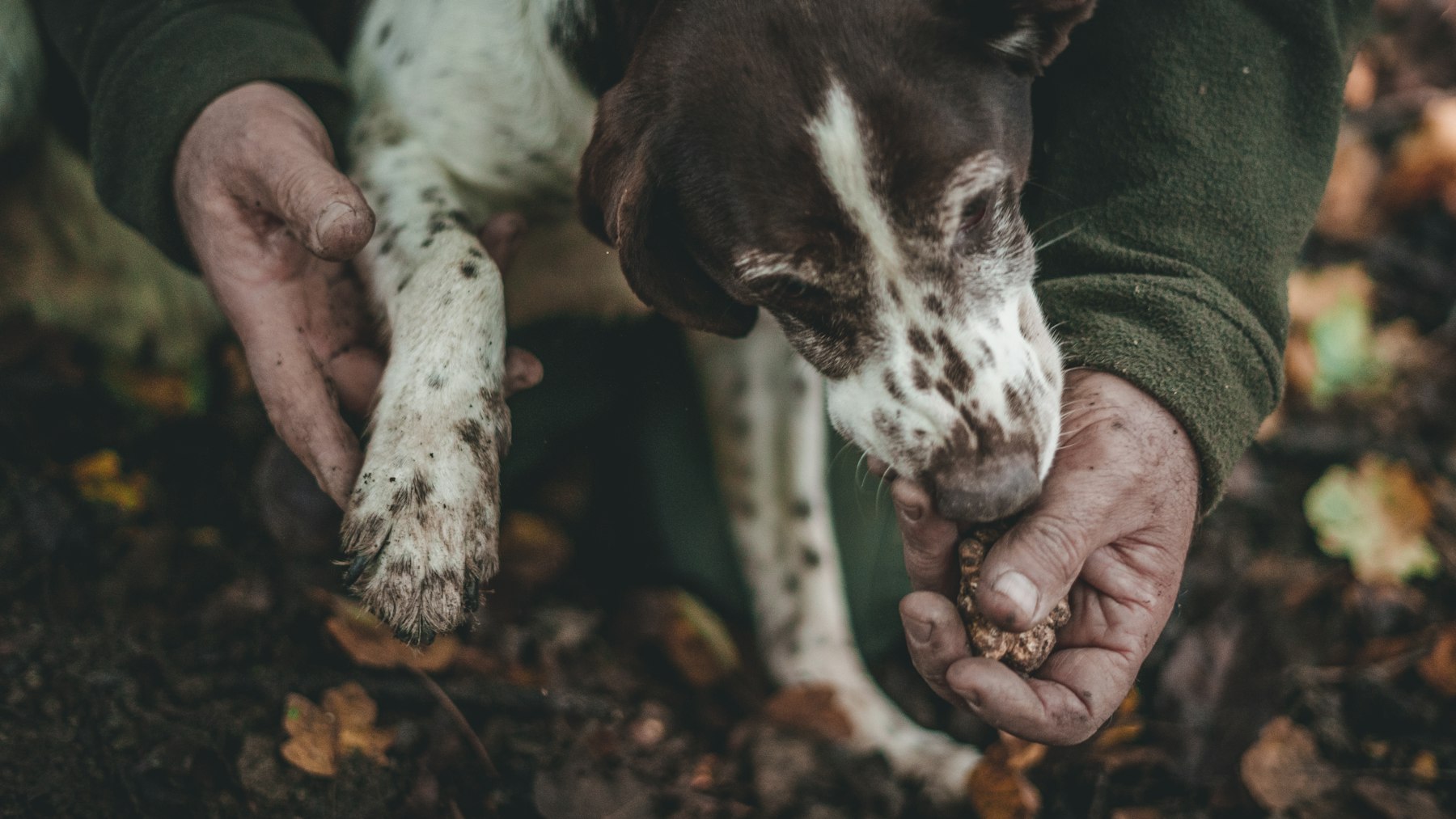 A truffle hunting dog in the woods